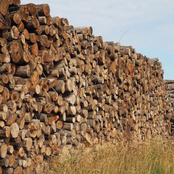 Camion di legname tondo – Faggio, Quercia, Carpino – 30 sterri