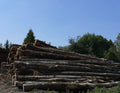 Camion di legna in tronchi – Faggio, Quercia, Carpino – 20 Ste
