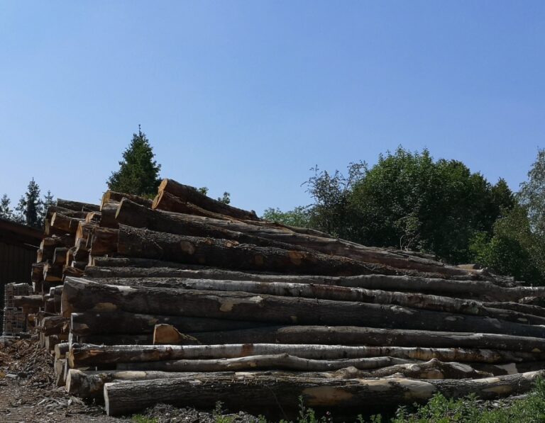 Camion di legna in tronchi – Faggio, Quercia, Carpino – 20 Ste