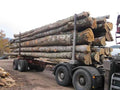 Camion di legna in tronchi – Faggio, Quercia, Carpino – 25 Steri