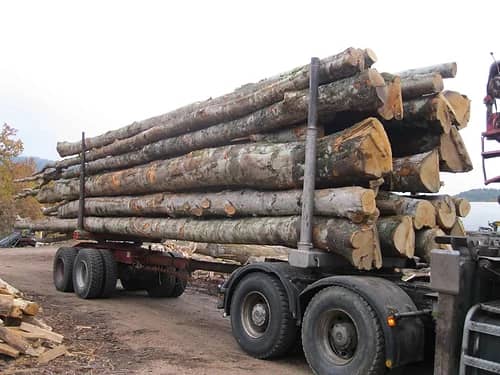 Camion di legna in tronchi – Faggio, Quercia, Carpino – 25 Steri